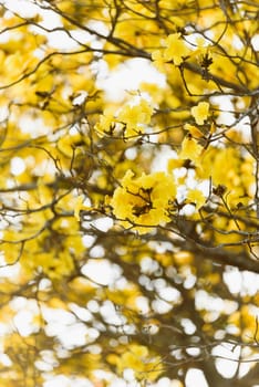 Supanika Flowers Cochlospermum regium with Blue Sky