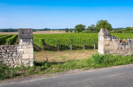 blue summer sky over vineyards and old stone walls in Parc naturel regional Loire-Anjou-Touraine near river loire in france