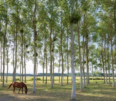 horse between trunks of poplar trees in Parc naturel regional Loire-Anjou-Touraine in france