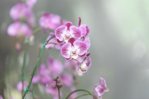 purple orchids flowers in the garden