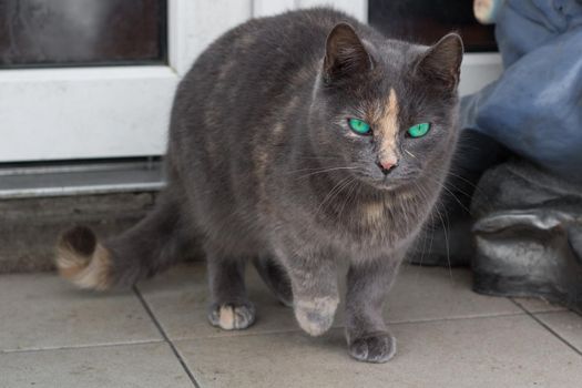 Close-up of small gray striped furry cat with bright green eyes