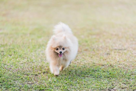Pomeranian running on the green field