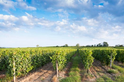 green landscape near saumur in Parc naturel regional Loire-Anjou-Touraine with vineyards under blue summer sky