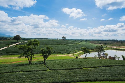 Tea farm at chiang rai, Thailand