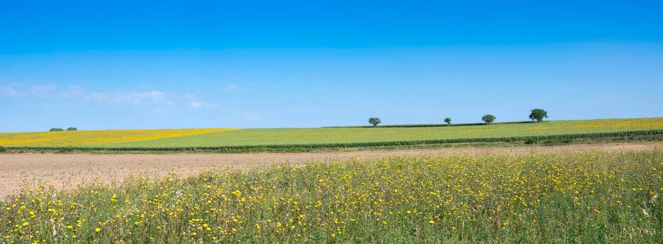 the sun is shining upon sunflower fields and wild yellow flowers under blue summer sky in france between tours and angers in Parc naturel regional Loire-Anjou-Touraine