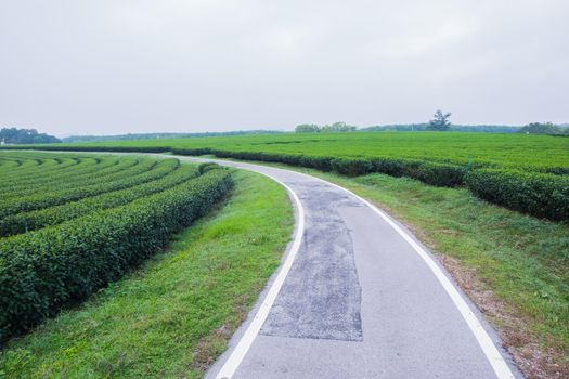 road and tea farm