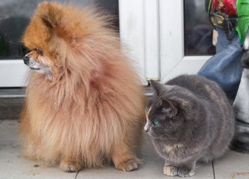 Small red furry dog spitz stands with gray cat close up