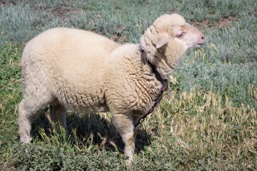 White sheep stands in pasture breeding