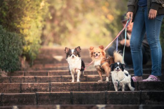 Owner and three chihuahuas in garden