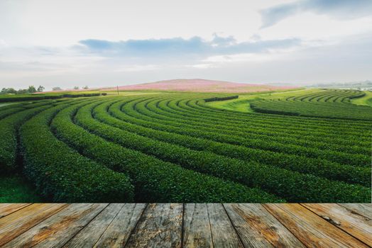 wood floor tea farm in the morning