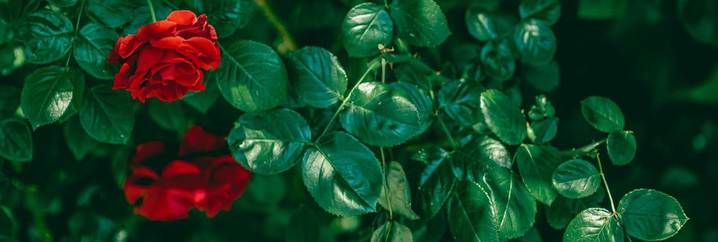 Red roses in beautiful flower garden as floral background.