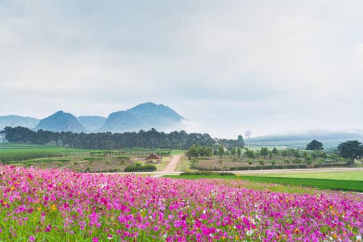 Cosmos flower of grassland