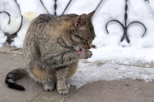 Close up of small gray striped cat sitting in cold winter snowed yard