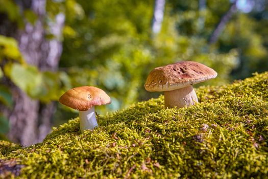 Big white mushroom and Russula in summer forest. Mushrooms in a natural environment against the background of an autumn forest of moss.