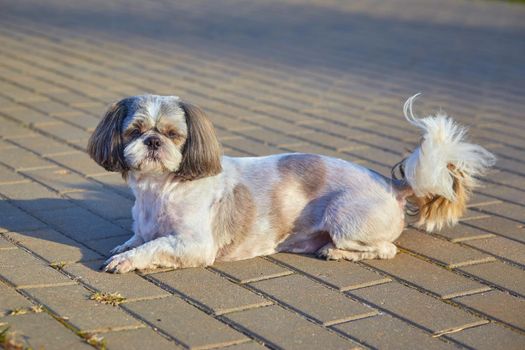 The dog Shih Tzu lies on the road