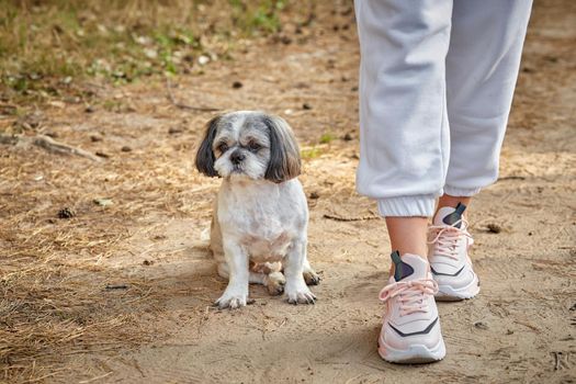The dog Shih Tzu sits on the forest road at the feet of the owner.Selective focus