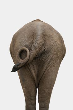 Elephant isolated on white