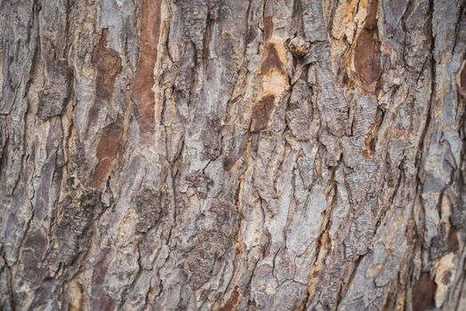 tree bark wood texture