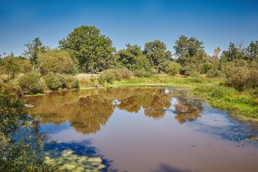 View of a small pond on a bright Sunny day