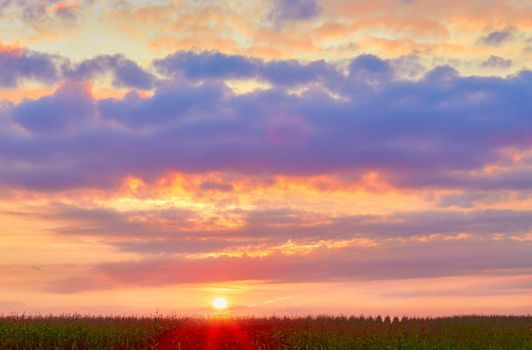 Sunrise over summer corn field. Agriculture background