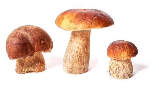 Boletus.Three Boletus on a white background. Isolated on white background