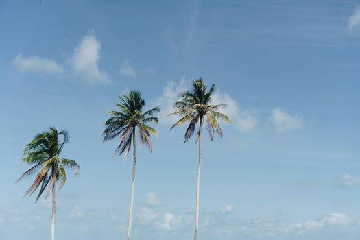 Tropical palm coconut trees on sunset sky flare and bokeh nature.