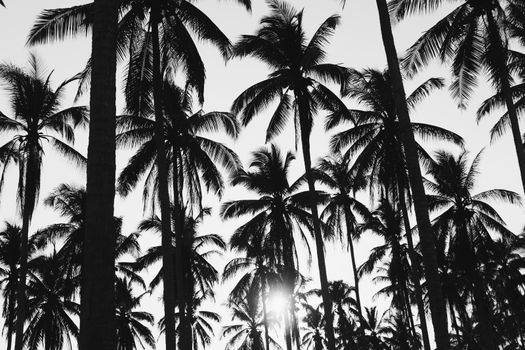 Tropical palm coconut trees on sunset sky flare and bokeh nature black and white tone