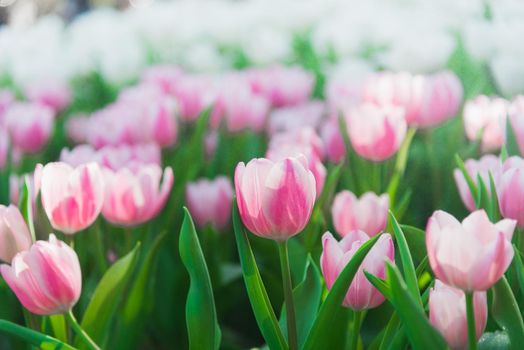 tulips in spring sun