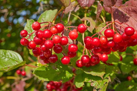 red viburnum berries on a branch.Selective focus