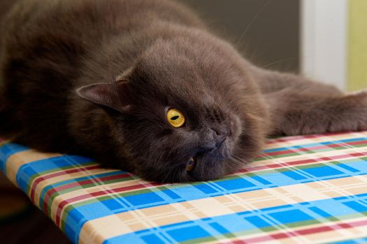 Portrait of a long-haired gray cat Nibelung close-up lying on his back on the Ironing Board.Selective focus