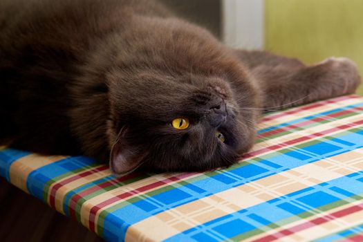 Portrait of a long-haired gray cat Nibelung lying on his back on the Ironing Board.Selective focus