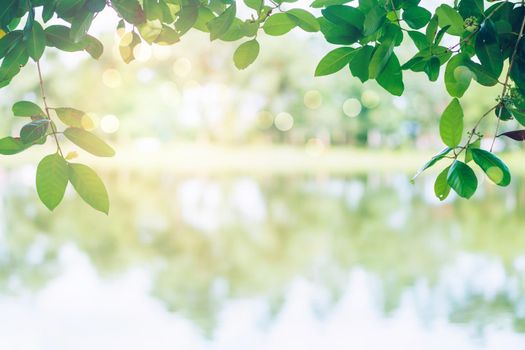 Selective focus on leave nature bokeh green park many trees in sunset time with flare light background.