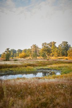 Early morning at the pond. Forest pond.Soft focus