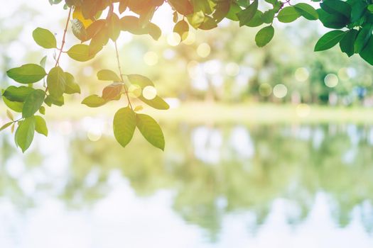 Selective focus on leave nature bokeh green park many trees in sunset time with flare light background.