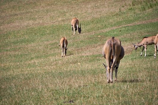 Several Eland antelopes feeding on the savannah. Rear part, vegetation, green, sunny