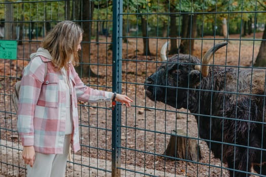 Beautiful little girl in pink coat feeding buffalo. Grl feeding buffalo at animal farm. Bison face under fencing paddock.