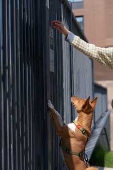 Redhead african basenji dog stands near the fence outdoors