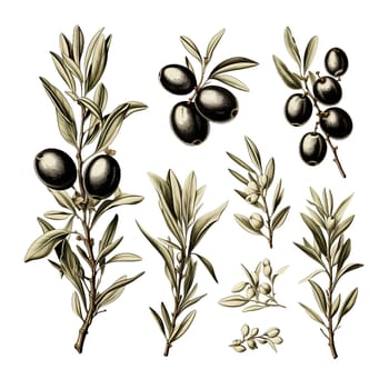 Olives seamless pattern color sketch style hand drawn background, olive branches with leaves on a white background. Italian food. ai