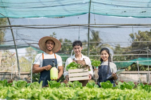 Hydroponic vegetable gardeners, group of men and women harvesting fresh organic salads in greenhouse vegetable garden, Check the quality of vegetables and record the growth of hydroponic vegetables.