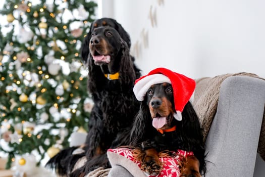 Two setter dogs in Christmas time sitting on sofa wearing Santa hat with festive tree and lights on background in New Year time at home. Doggy pets in Xmas holidays together