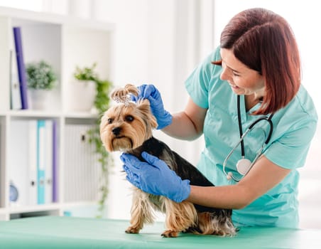 Woman veterinarian examining yorkshire terrier dog during appointment in clinic
