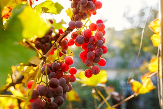 Blue grapes in a vineyard at sunset. Ripe grapes in the fall.