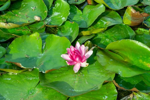 gentle pink flower among the green leaves of water lilies. High quality photo