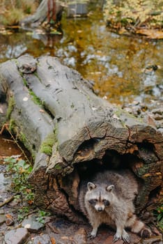 Gorgeous raccoon cute peeks out of a hollow in the bark of a large tree. Raccoon (Procyon lotor) also known as North American raccoon sitting hidden in old hollow trunk. Wildlife scene. Habitat North America, expansive in Europe, Asia.