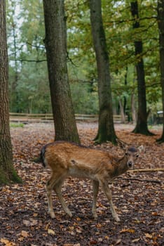 Female Red deer stag in Lush green fairytale growth concept foggy forest landscape image