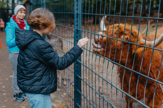 Beautiful little girl in pink coat feeding buffalo. Grl feeding buffalo at animal farm. Bison face under fencing paddock.