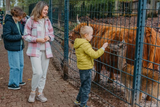 Family with child in zoo feeds buffalo. Happy family, young mother with three children, cute laughing toddler boy and a teen age girl and boy feeding buffalo during a trip to a city zoo on a hot summer day.