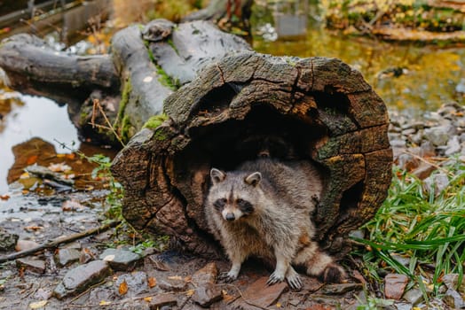 Gorgeous raccoon cute peeks out of a hollow in the bark of a large tree. Raccoon (Procyon lotor) also known as North American raccoon sitting hidden in old hollow trunk. Wildlife scene. Habitat North America, expansive in Europe, Asia.