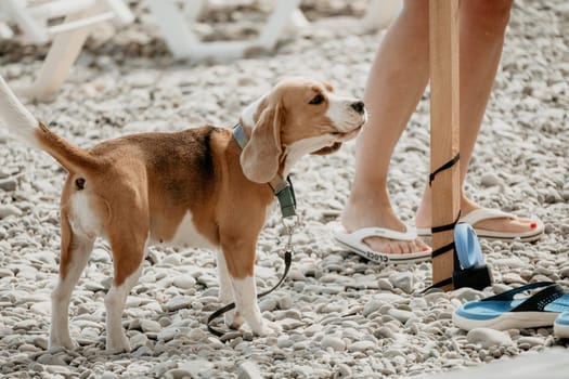 Ginger dog with white spots is resting on a pebble beach near the sea on a sunny day.