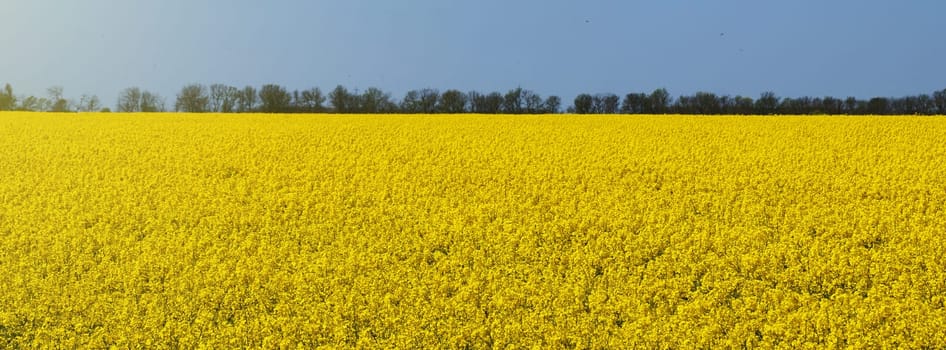 Yellow field of blooming rapeseed and blue sky on sunny day